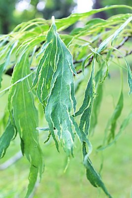 Quercus petraea 'Laciniata' - dub zimní drnák - jarní list